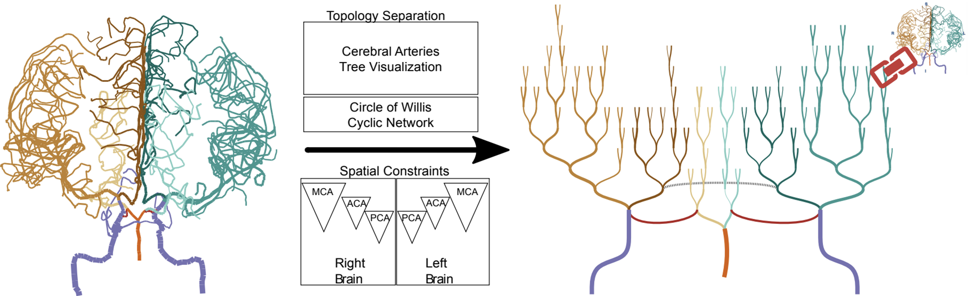 Illustration showing how the brain arteries in a 2D isosurface visualization can be mapped using toplogy separation and spatial constraints into a 2D abstract network layout.